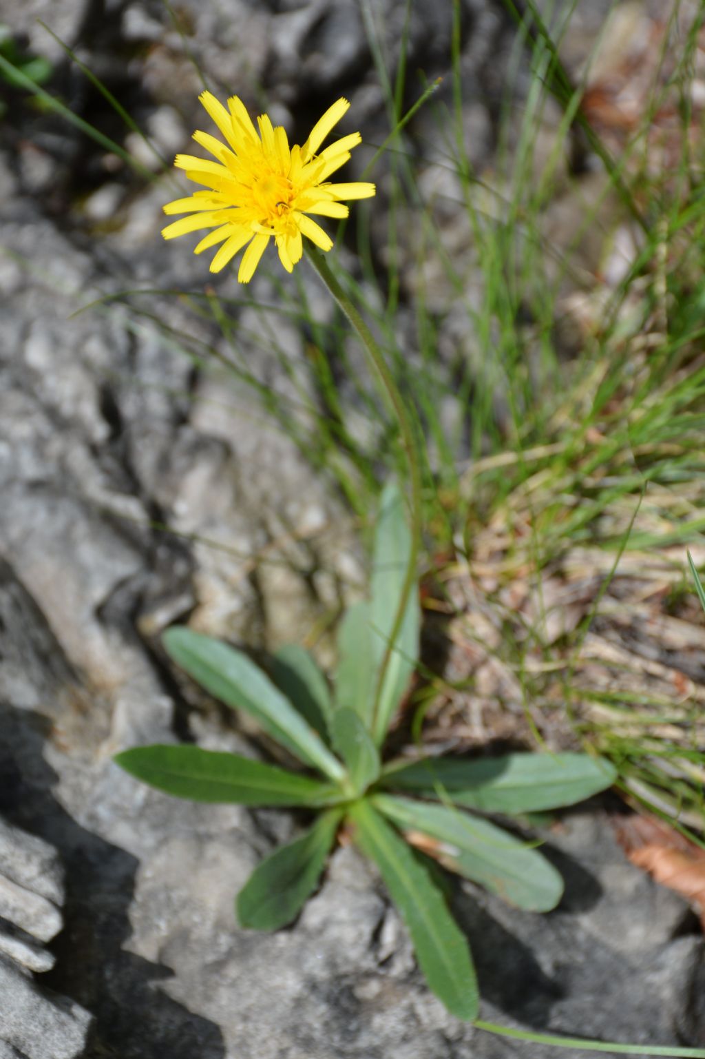 Asteracea da identificare
